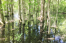 environmental engineering